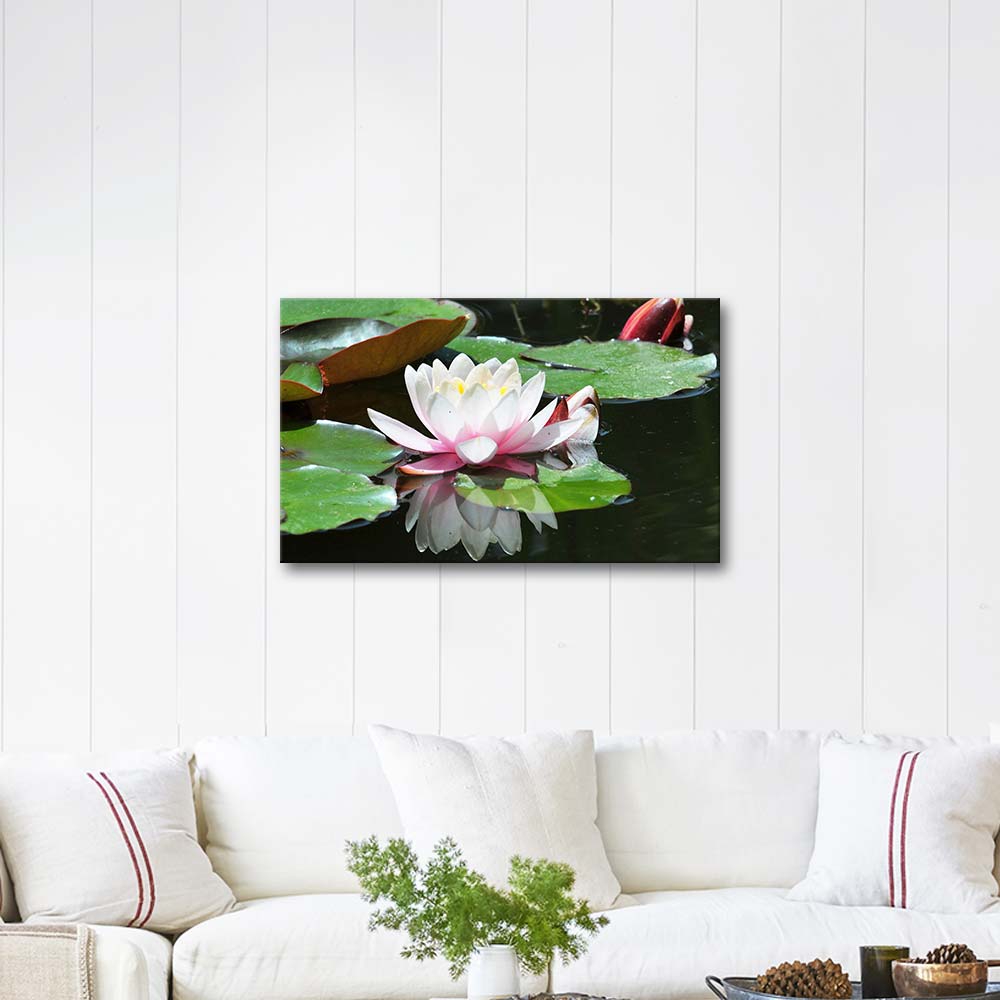 White Water Lily Art Print