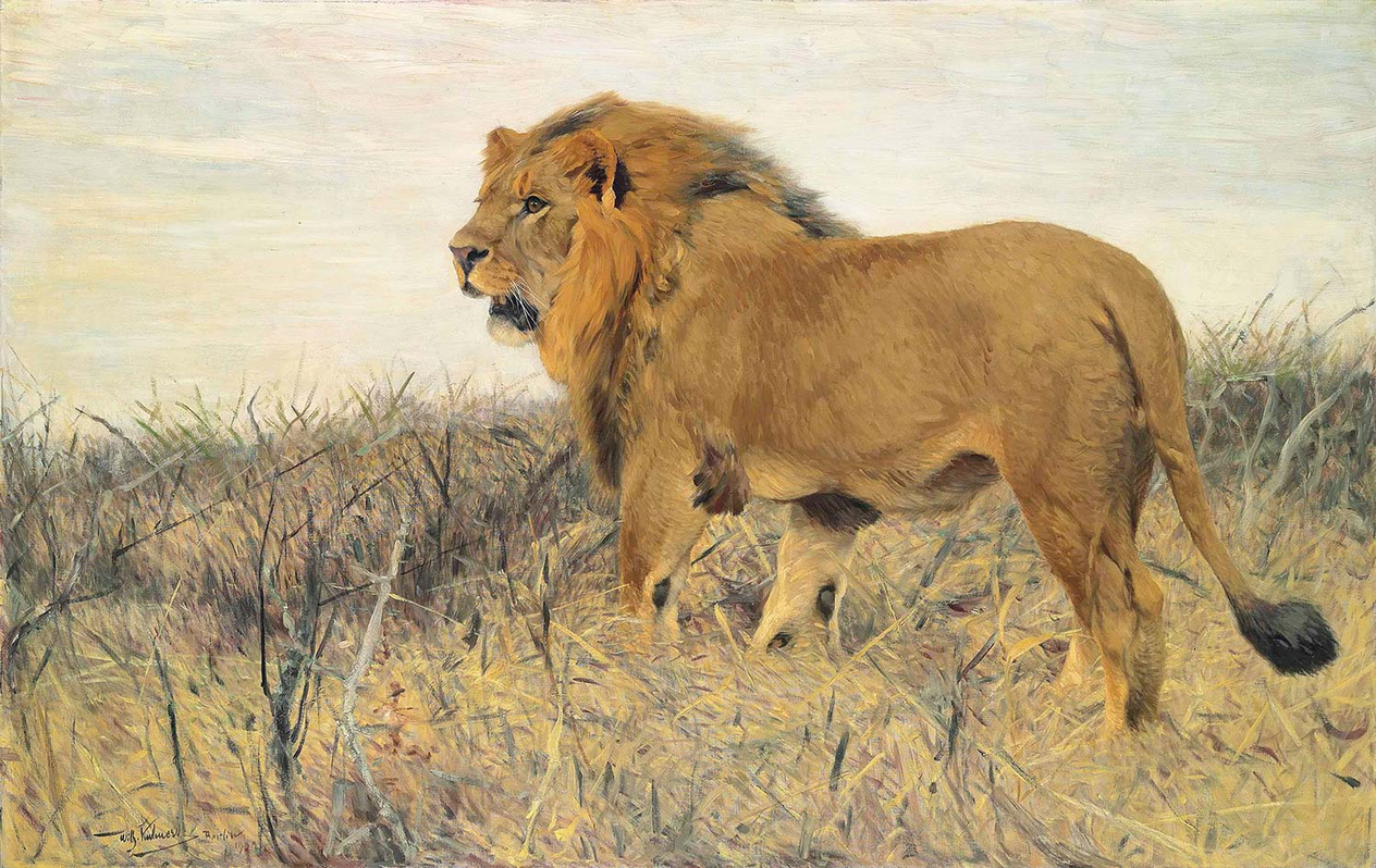 Wilhelm Kuhnert A Lion Art Print