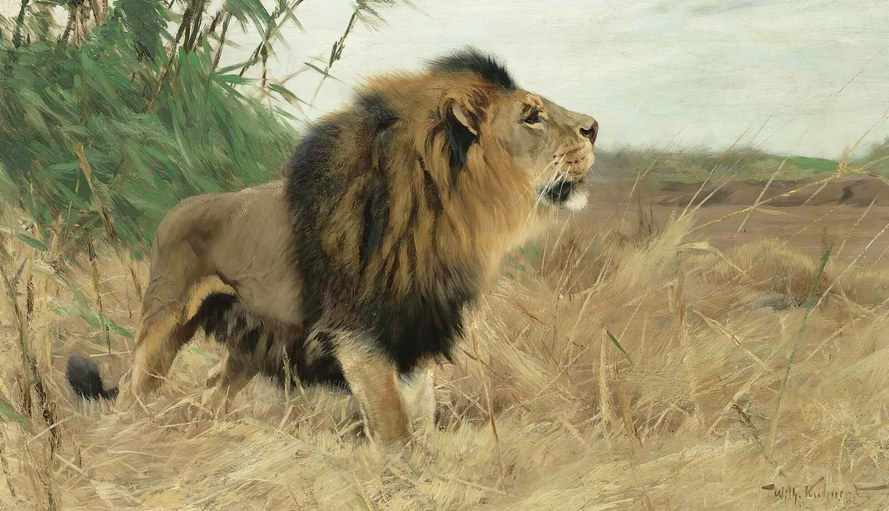 Wilhelm Kuhnert Berber Lion Art Print