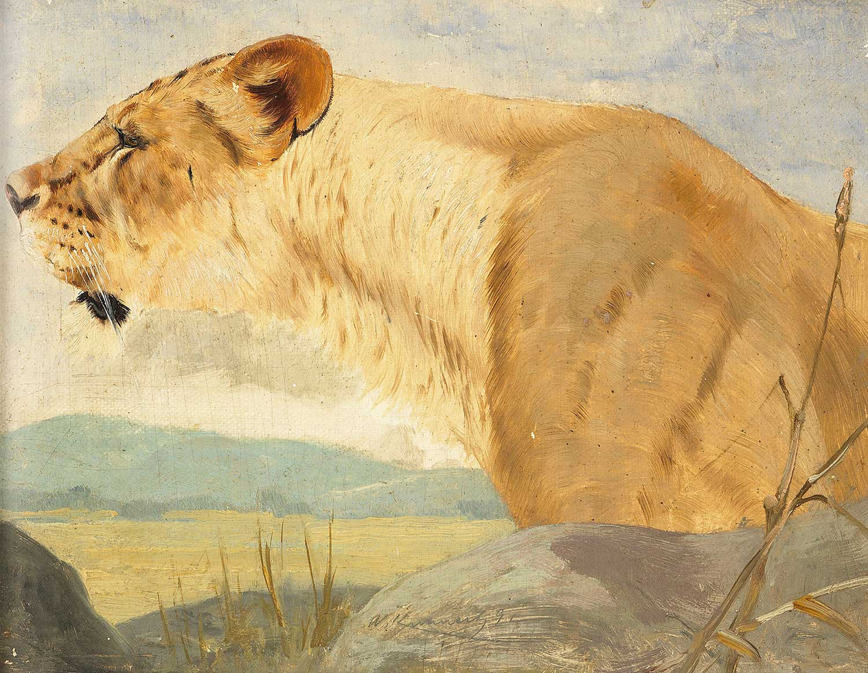 Wilhelm Kuhnert Head Of A Lioness Art Print