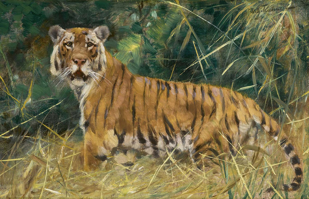 Wilhelm Kuhnert Tiger On The Alert Art Print