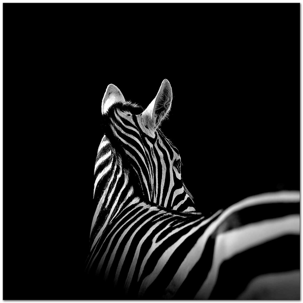 Zebra Siyah Beyaz 01 Kanvas Tablo