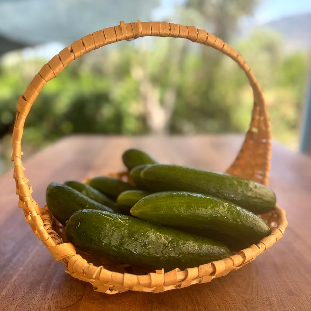 Tarla Salatalığı (1 Kg.)