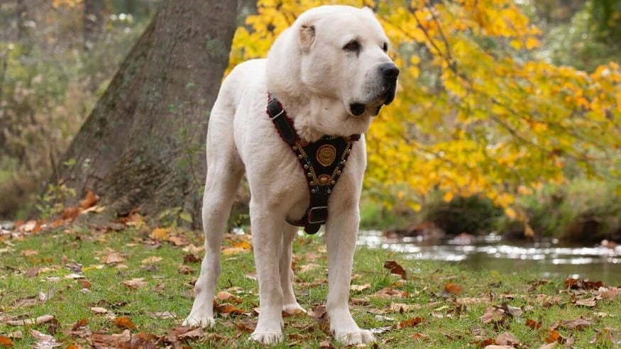Köpek hakkında