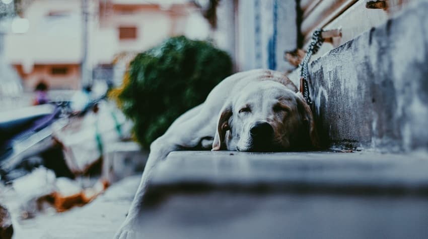 apartmanda köpek bakımı