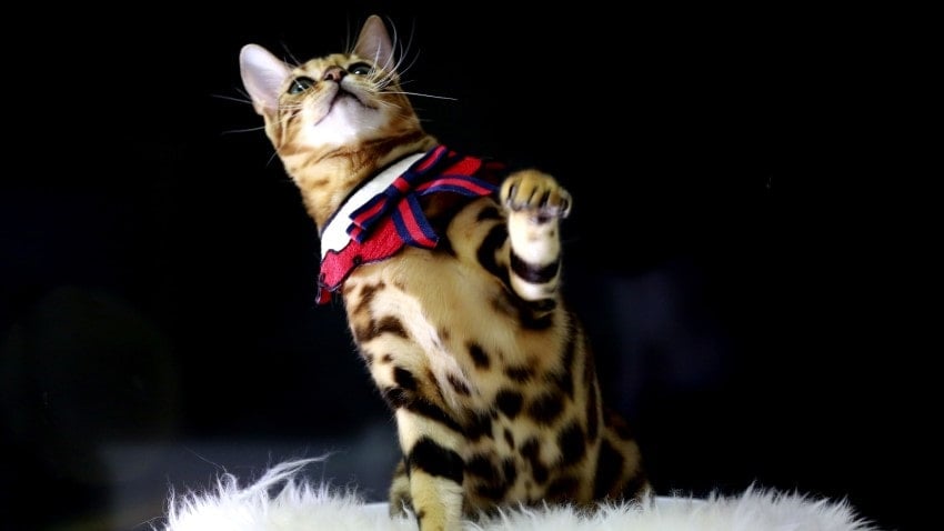 bengal kedi ırkı