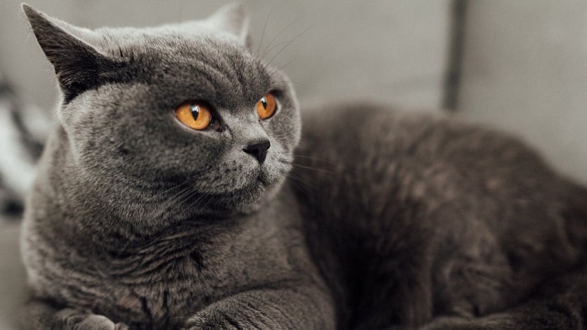 british shorthair