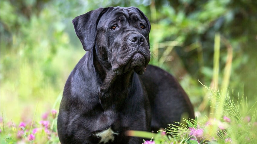 Köpek hakkında