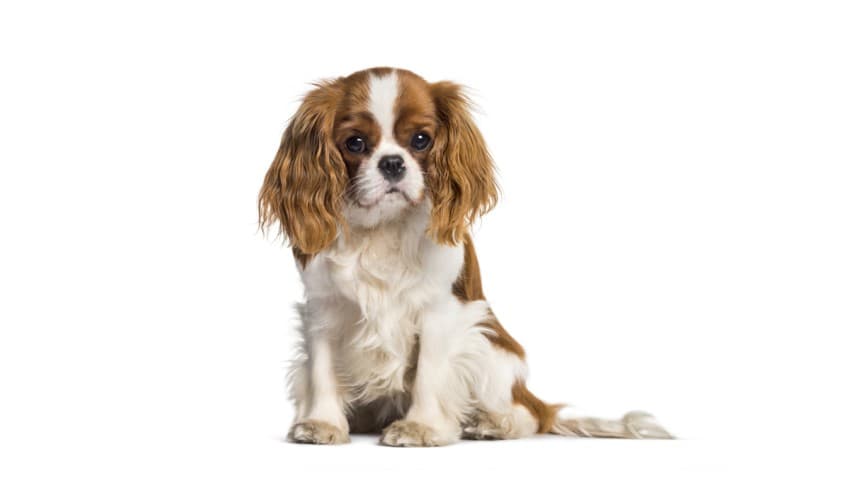 Cavalier King Charles Spaniel