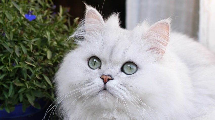 chinchilla kedi