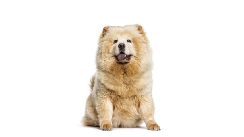 Chow Chow Köpek Irkı