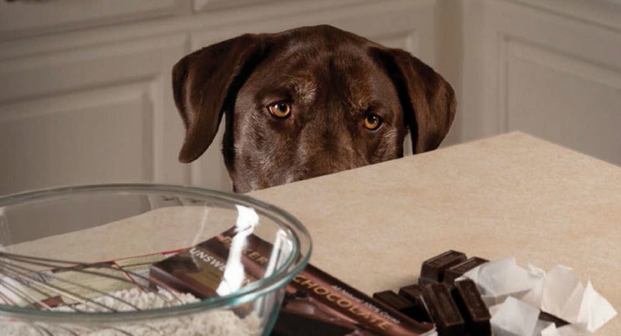 Köpek hastalıkları