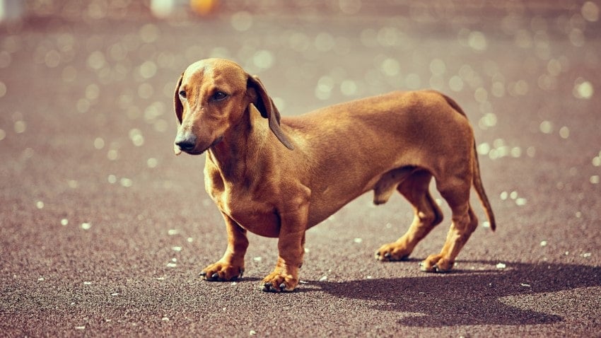 dachshund