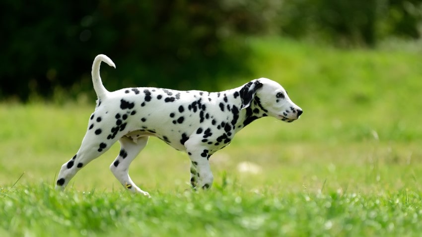 dalmaçyalı köpek