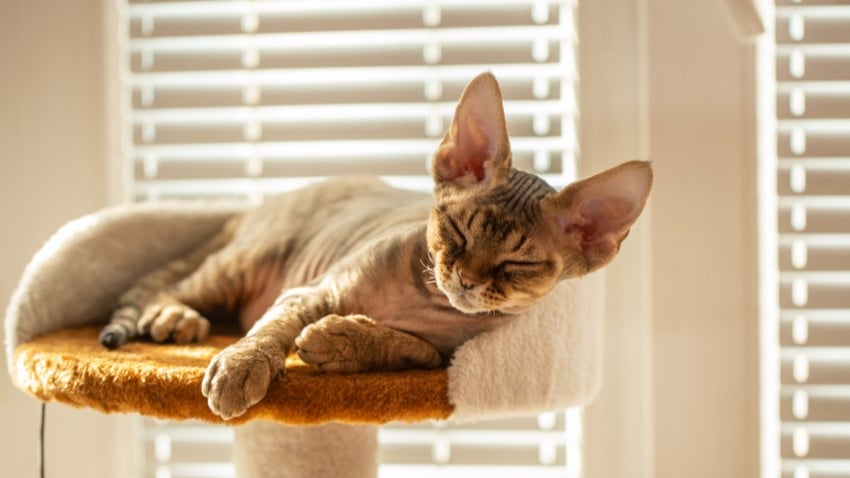 Devon Rex Kedi Cinsi