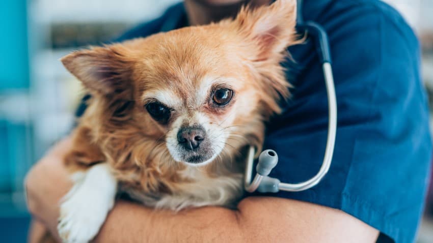 Dişi Köpeklerde Kısırlaştırma
