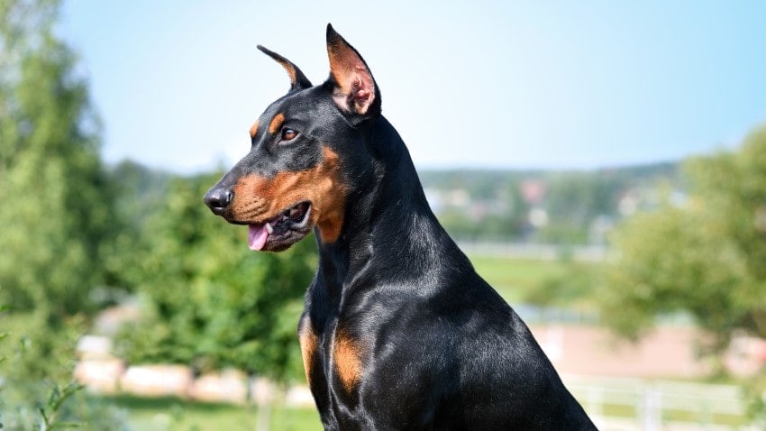 doberman köpek
