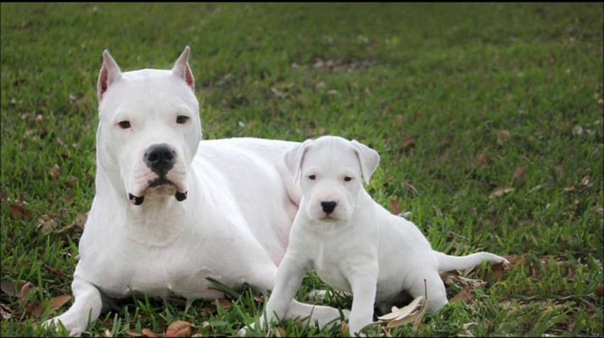 Dogo Argentino Köpek Irkı