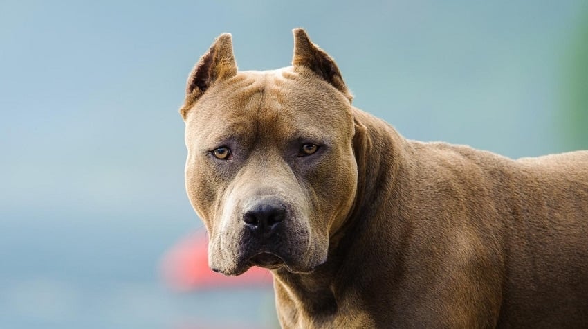 köpek ırkları