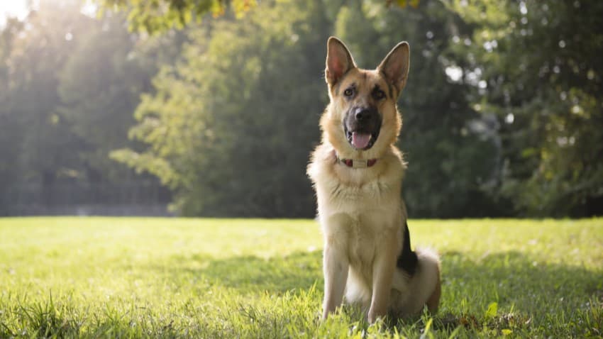 Köpek Irkları