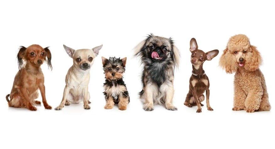 küçük köpekler