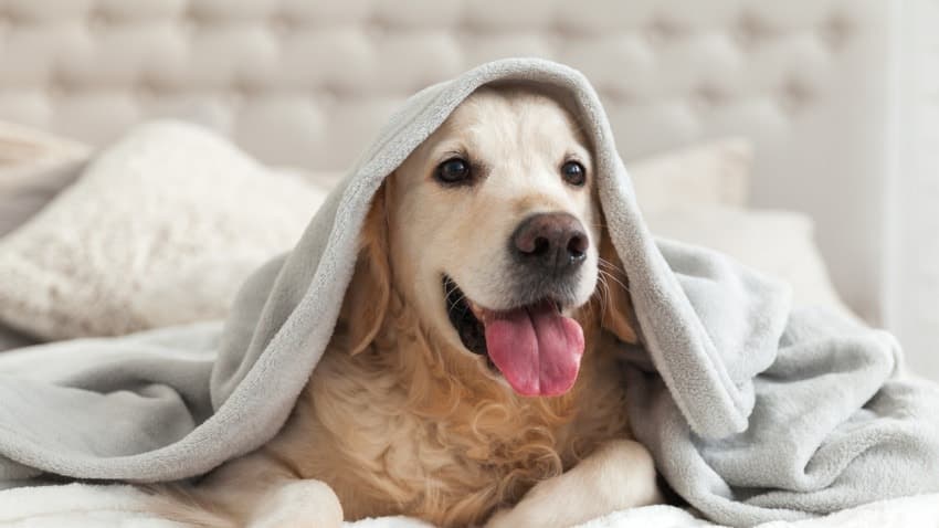 köpeklerle oyun
