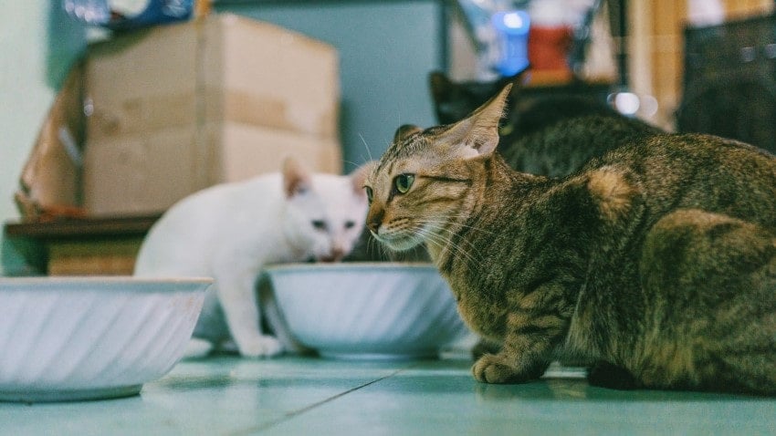 başka bir kedi