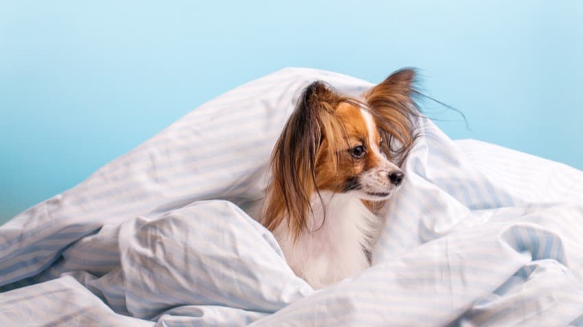 Fino Köpek Cinsleri