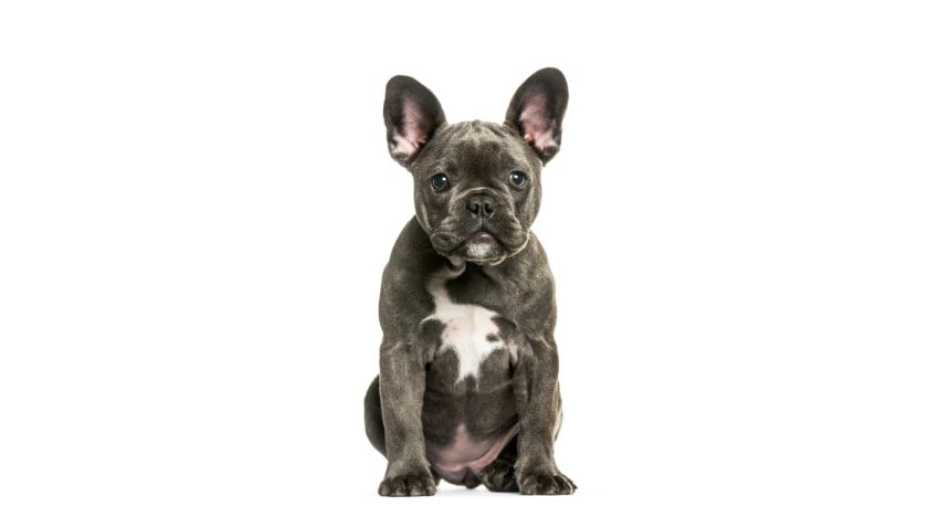 köpek ırkları, French bulldog