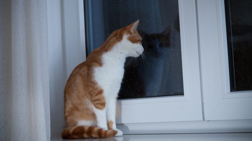 gece kedi miyavlaması