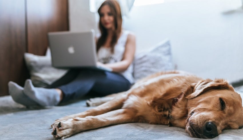 golden köpek
