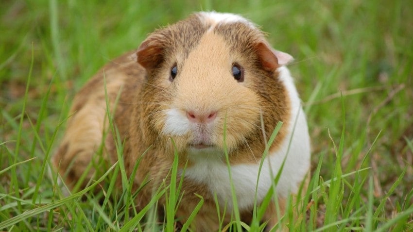 ginepig