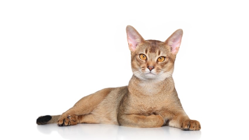 habeş kedi