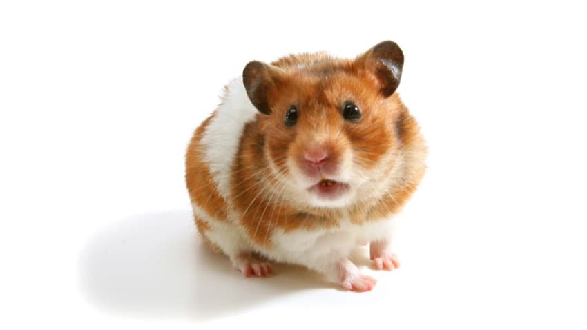 Hamster Bakımı