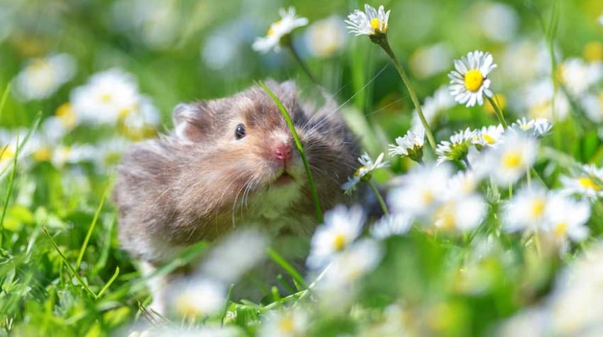 hamsterlar