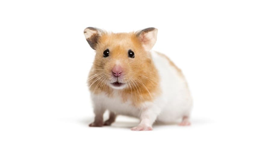 Hamster İsimleri