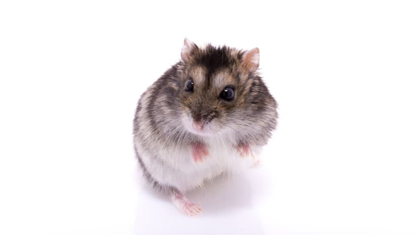 hamster
