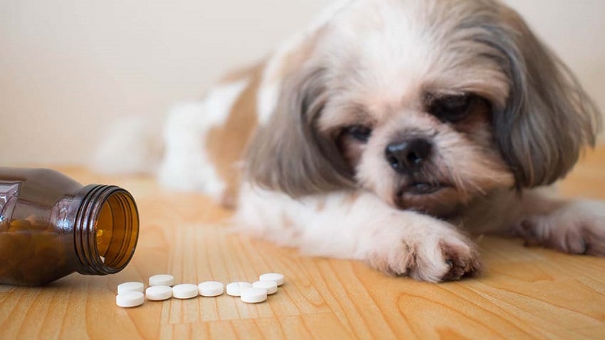 Köpekler Hakkında