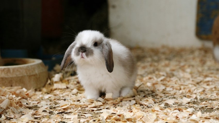 lop tavşanı