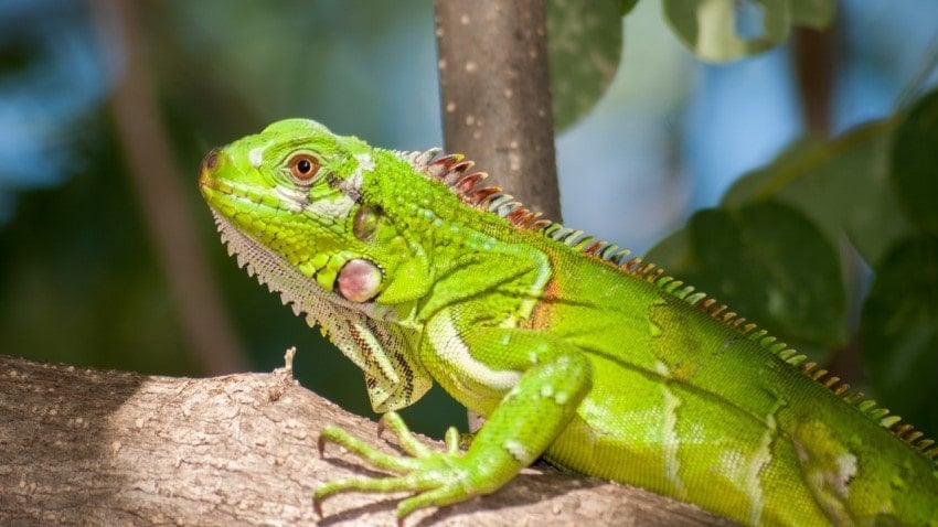iguana