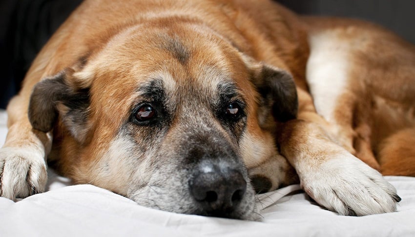 köpeklerde ishal