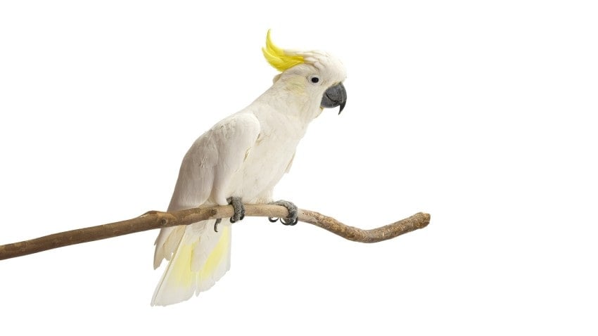 kakadu papağanı