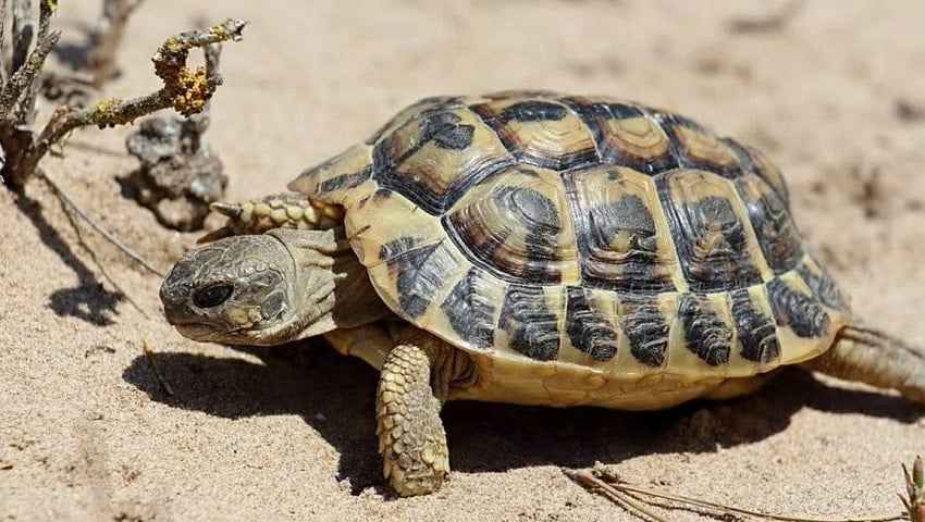 kaplumbağa