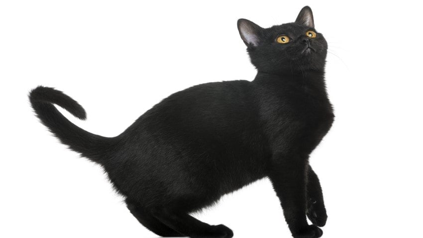 kara kedi