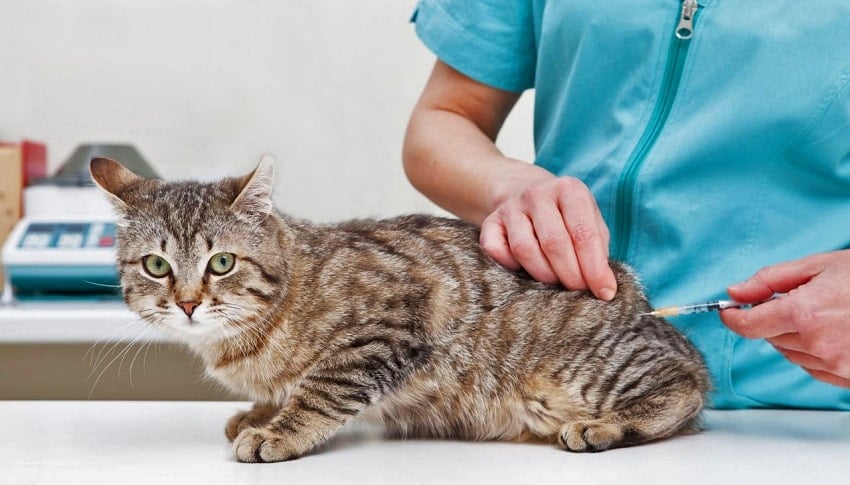 kedi aşıları