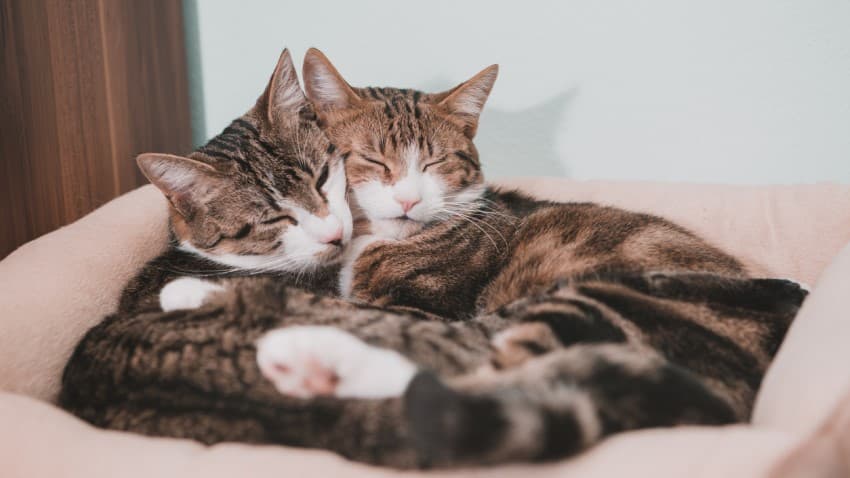 Kedi Çiftleşmesi