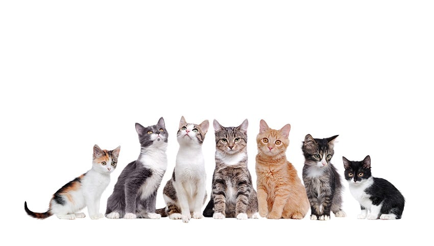 Kedi Cinsleri ve Irkları Hakkında