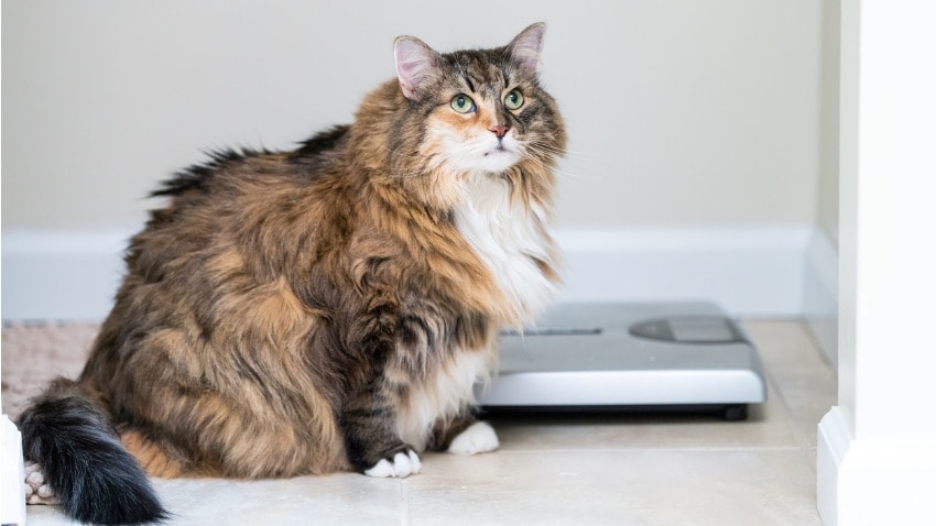 kedi diyeti