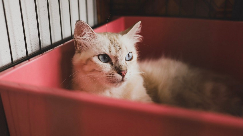 kedi eğitimi