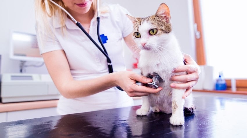 kedi hastalıkları